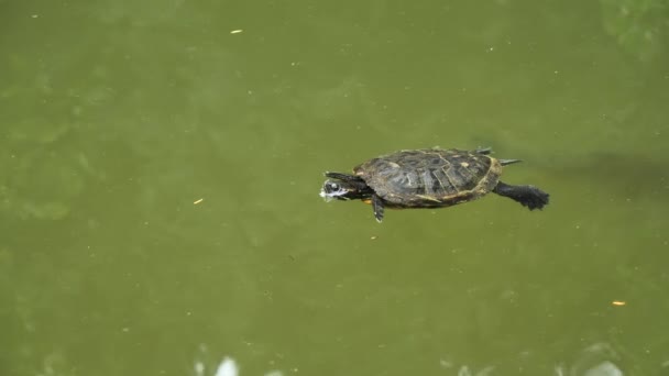 Gelbbauchschildkröte Schwimmt Mit Fischen Trachemys Scripta Scripta — Stockvideo