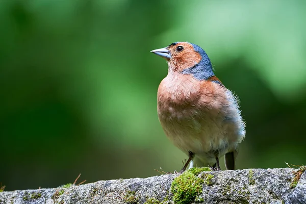 Close Comum Chaffinch Coelebs Fringilla — Fotografia de Stock