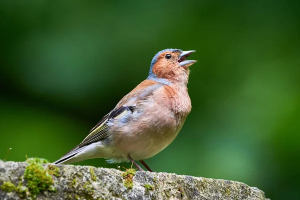 Common Chaffinch Singing Fringilla Coelebs — Stock Photo, Image