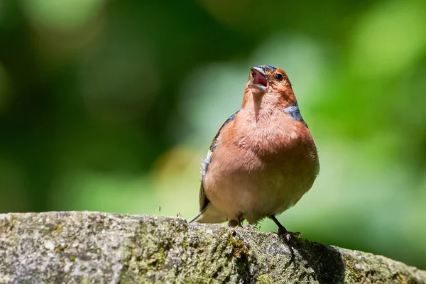 Cantando Chaffinch Comum Coelebs Fringilla — Fotografia de Stock