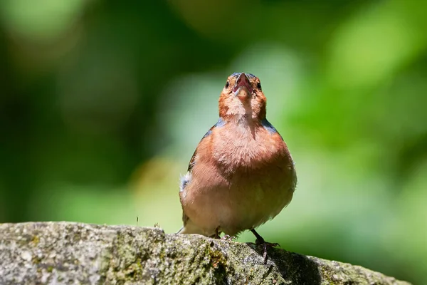 Cantando Chaffinch Comum Coelebs Fringilla — Fotografia de Stock