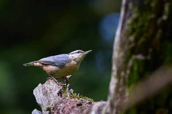 Eurásia Nuthatch Procurando Insetos Sitta Europaea — Fotografia de Stock