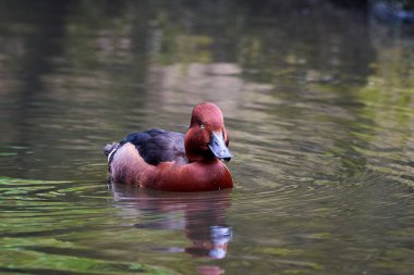 Ferruginous duck male in natural habitat (Aythya nyroca)