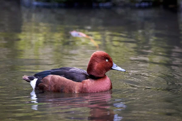 Ferruginous Duck Male Natural Habitat Aythya Nyroca — Stock Photo, Image