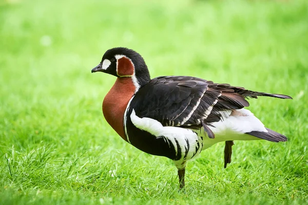 Red Breasted Goose Close Branta Ruficollis — Stock Photo, Image