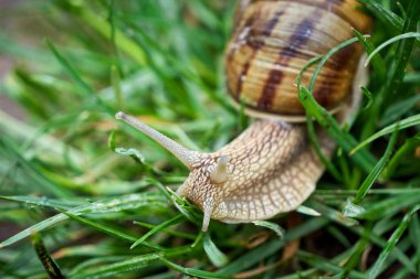 Yağmurdan sonra çimenlerde sürünen salyangoz