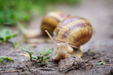 Yağmurdan sonra toprakta sürünen salyangoz
