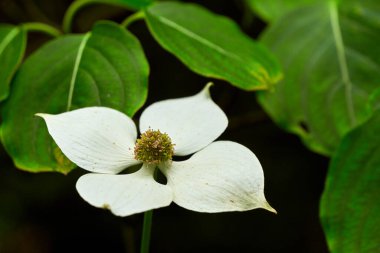 Cornus kousa çiçeği, kızılcık ağacı ya da Japon kızılcık ağacı.