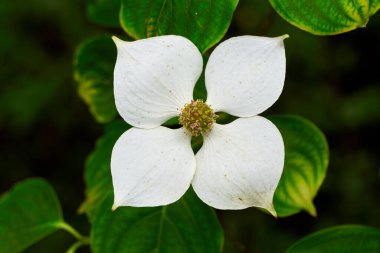Cornus kousa çiçeği, kızılcık ağacı ya da Japon kızılcık ağacı.