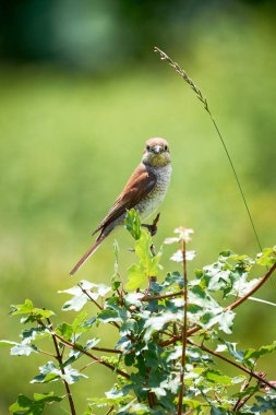Kırmızı sırtlı örümcekkuşu (Lanius collurio) bir dala oturmuş dişi