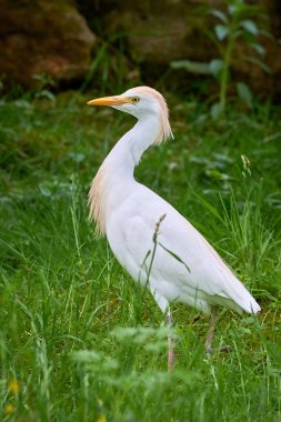 Doğal habitatta sığır yemi (Bubulcus ibis)