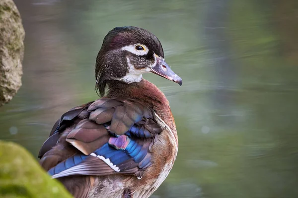 Wood Duck Carolina Duck Aix Sponsa Natural Habitat — Stock Photo, Image