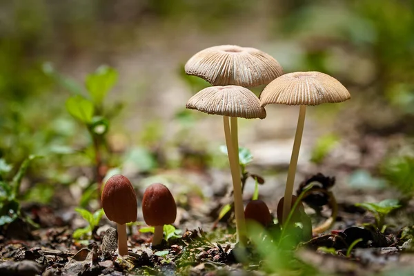 Mushrooms Forest Rain — Stock Photo, Image