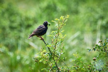 Gagasında kurt olan sığırcık sürüsü (Sturnus vulgaris)