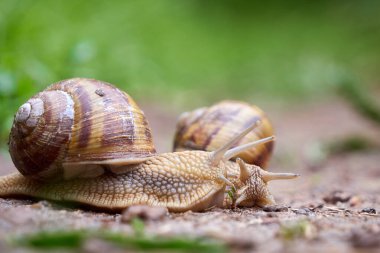 Yağmurdan sonra toprakta sürünen iki salyangoz (Helix Pomatia )