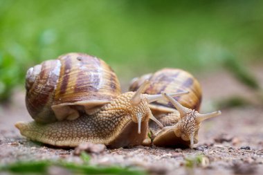 Yağmurdan sonra toprakta sürünen iki salyangoz (Helix Pomatia )