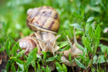 Bir salyangoz diğerine tırmanıyor (Helix Pomatia )