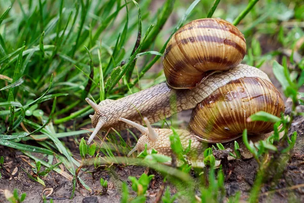 One Snail Climbing Another Snail Helix Pomatia — Stock Photo, Image