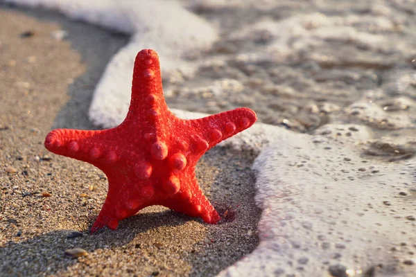 Red Sea Star in the sand on the beach