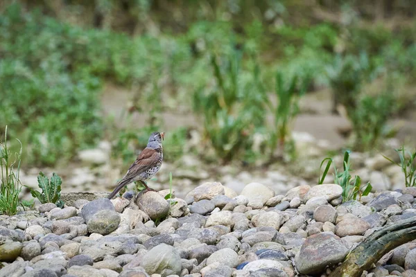 Caminho Com Vermes Seu Bico Turdus Pilaris — Fotografia de Stock