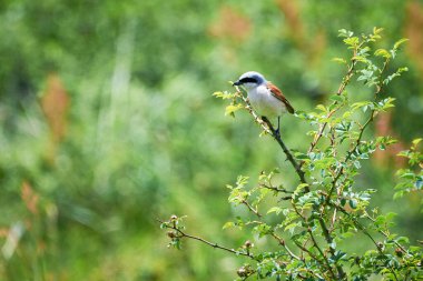 Kırmızı sırtlı örümcekkuşu (Lanius collurio) bir dalda oturan erkek