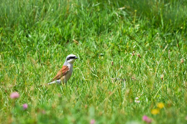 Red Backed Shrike Lanius Collurio Male Sitting Grass — Stock Photo, Image