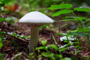 Agaricus cinsinin beyaz mantarı.