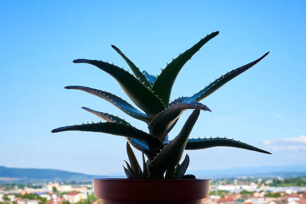 Φυτό Αλόης Βέρα Στο Μπαλκόνι — Φωτογραφία Αρχείου