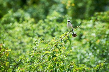 Kırmızı sırtlı örümcekkuşu (Lanius collurio) bir dalda oturan erkek