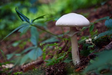 Agaricus cinsinin beyaz mantarı.