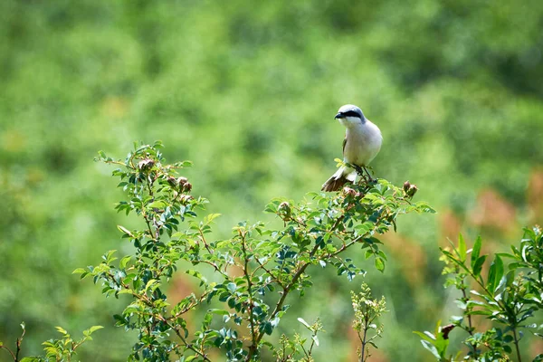 Rödryggad Shrike Lanius Collurio Hane Som Sitter Gren — Stockfoto