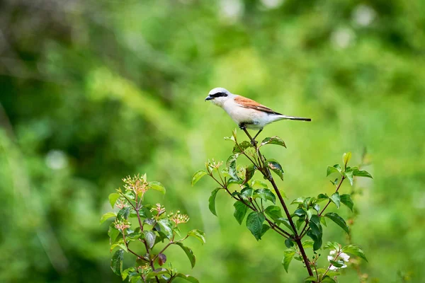 Rödryggad Shrike Lanius Collurio Hane Som Sitter Gren — Stockfoto