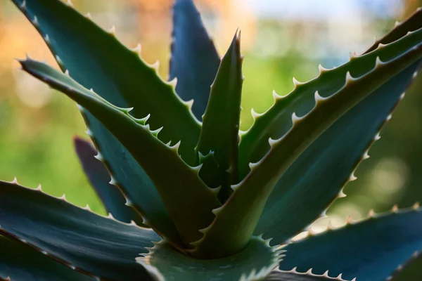 Aloe Vera Roślin Balkonie — Zdjęcie stockowe