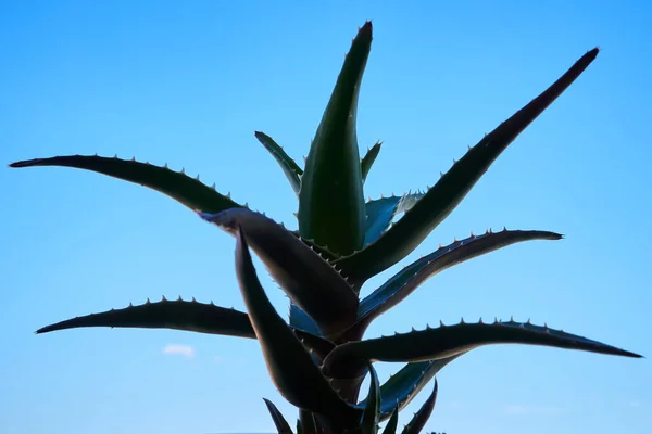 Aloe Vera Tanaman Balkon — Stok Foto