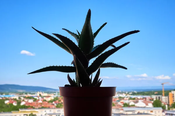 Φυτό Αλόης Βέρα Στο Μπαλκόνι — Φωτογραφία Αρχείου