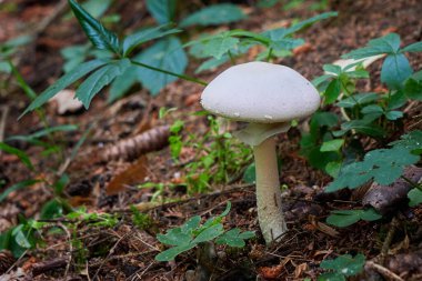 Agaricus cinsinin beyaz mantarı.