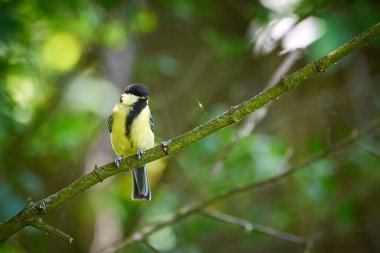 Great tit ( Parus major ) Sitting on a Branch