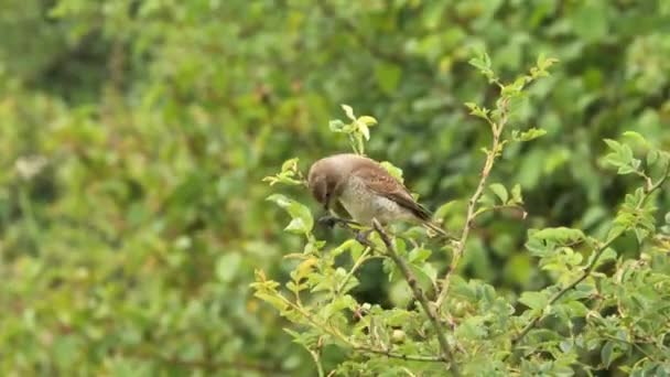 Rotrückenwürgerweibchen Frisst Ein Insekt Lanius Collurio Vogel Sitzt Auf Einem — Stockvideo
