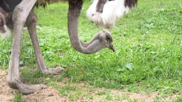 Strauß Struthio Camelus Frisst Gras — Stockvideo