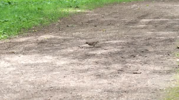 Sång Kastfågel Äter Snigel Turdus Philomelos — Stockvideo