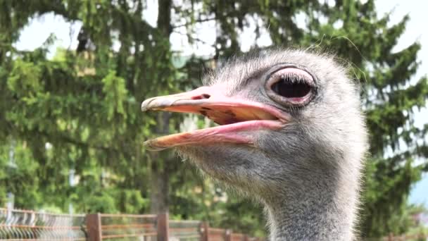 Strauß Struthio Camelus Kopf Aus Nächster Nähe — Stockvideo