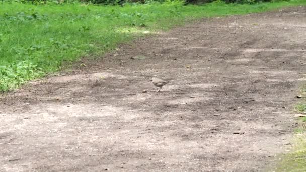 Song Thrush Quebra Uma Concha Caracol Turdus Philomelos — Vídeo de Stock