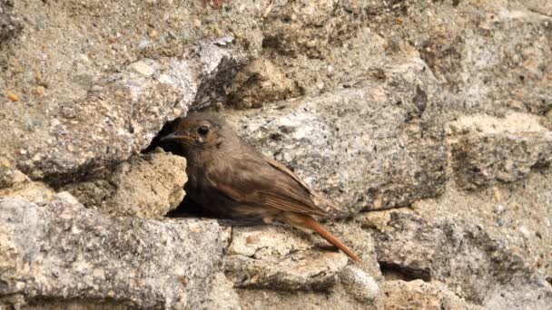 Черная Рыжая Самка Вблизи Гнезда Phoenicurus Ochruros Птица Крупным Планом — стоковое видео