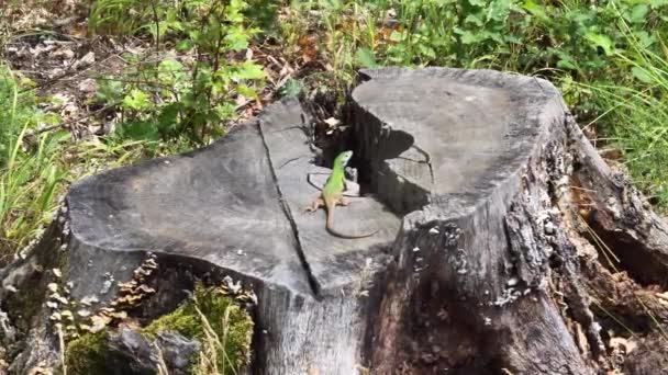 Avrupa Yeşil Kertenkelesi Lacerta Viridis Ağaç Gövdesinde Güneşleniyor — Stok video