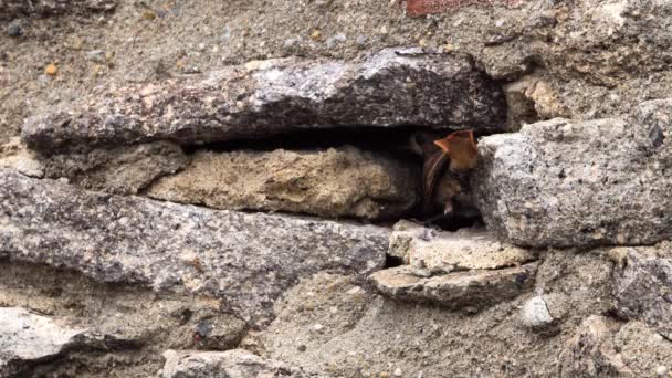 Rosso Nero Uccello Femmina Nido Phoenicurus Ochruros Primo Piano Uccello — Video Stock