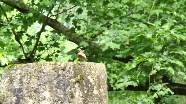 Cantando Pássaro Comum Chaffinch Coelebs Fringilla — Vídeo de Stock