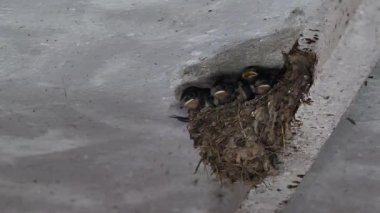 Yuvadaki yavruları (Hirundo Rustica) Barn Swallow besliyor