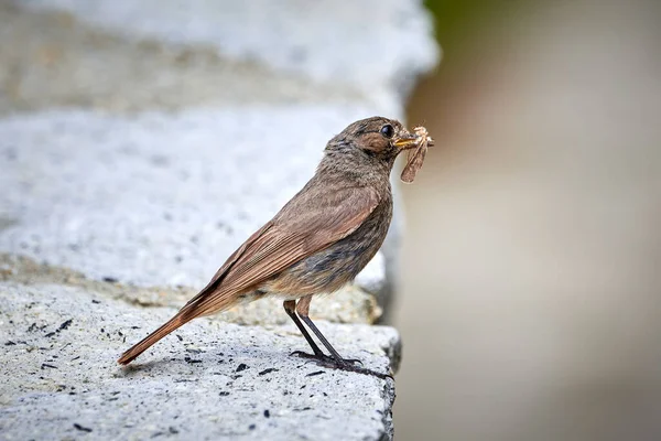 Pájaro Hembra Inicio Rojo Negro Con Insecto Para Pollitos Phoenicurus — Foto de Stock