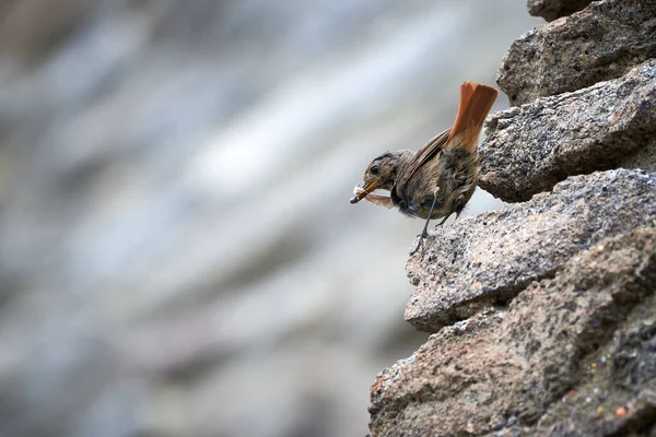 새끼들을 곤충이 키루스 오귀루 — 스톡 사진