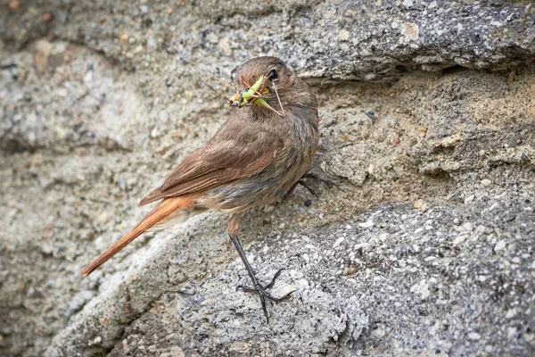 Uccello Femmina Dai Capelli Rossi Neri Con Insetto Nel Becco — Foto Stock